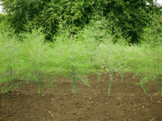 Asparagus farm blooming close-up vegetable bio flower blossom Asparagus officinalis soil garden sparrow grass bloom harvest farmer farming fresh agricultural farm harvesting leaf food plant Europe