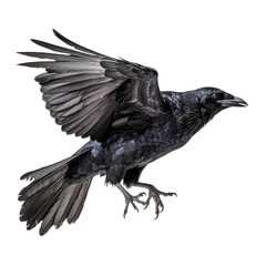 Fototapeta premium raven isolated on transparent background cutout