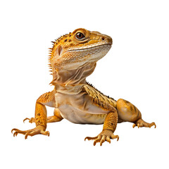 Obraz premium lizard isolated on transparent background cutout