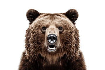 Bear Face Shot Isolated on Transparent Background. Generative AI