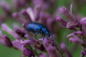 Shiny metallic blue beetle - Oulema oscura