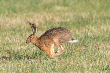 Hase flüchtig