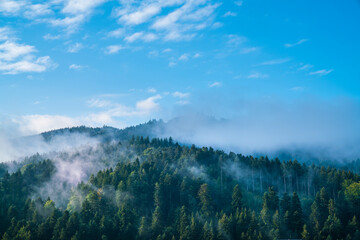 Germany, Panorama schwarzwald forest view, nature landscape baden freiburg im breisgau misty foggy...