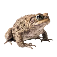 Zelfklevend Fotobehang frog isolated on transparent background cutout © Papugrat
