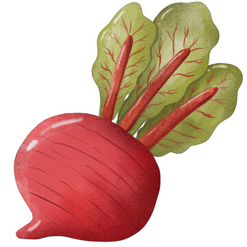 watercolor beetroot