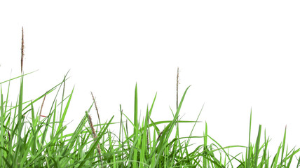 Isolated green grass with clipping paths on white background                               