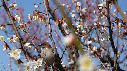 大阪城公園梅の花