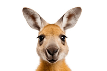 Isolated Kangaroo Face Shot on Transparent Background. Generative AI