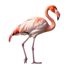 Fotobehang pink flamingo isolated on transparent background cutout © Papugrat