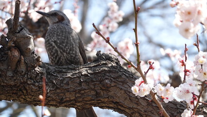 大阪城公園梅の花