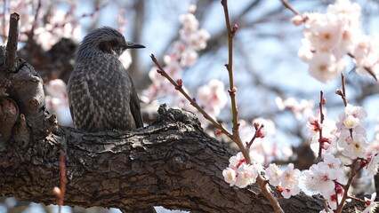 大阪城公園梅の花