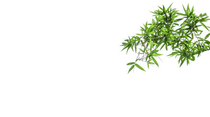 Isolated green bamboo leaves with clipping paths on white background for card background                               