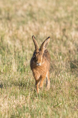 Hase