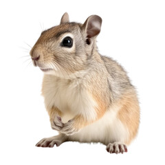 little squirrel isolated on transparent background cutout