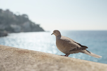 Closeup portrait of collared dove on a stone fence