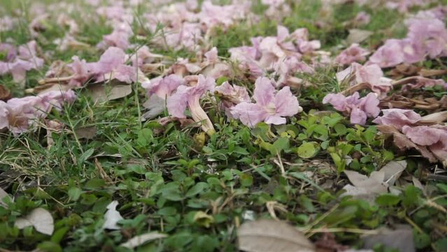 romentic slowmotion shot of pink flower falling from tree in season