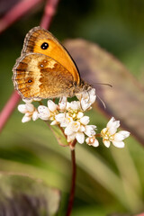 butterfly on a flower