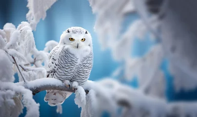Foto op Plexiglas Uiltjes White winter owl perched on a tree branch in a winter snow landscape, beautiful wildlife winter wonderland with copy space snow bird