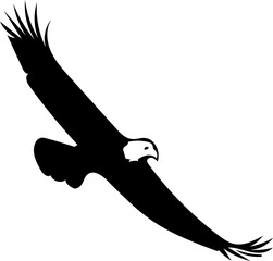 eagle in flight