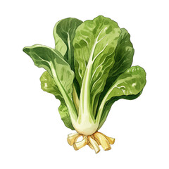 Watercolor bok choy Vegetable clipart illustration. Generative AI