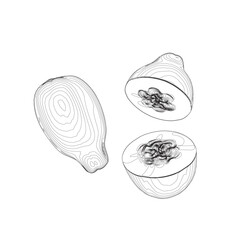 Papaya fruit outline vector icon, drawing monochrome illustration. Healthy nutrition, organic food, vegetarian product. Papaya Sketch hand drawn vector illustration. Sweet Exotic Thailand asian papaya