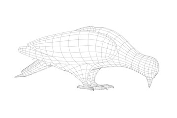 Pigeon vector wireframe character flat illustration. Dove pigeon seen in Side view - Flat style vector. 3D