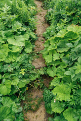 A dirt path through high and dense grass in the forest. Hiking in the forest for outdoor activities