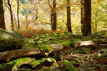 A lone log among a sea of stones covered with moss