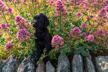 Dogs from a working gun dog stud farm