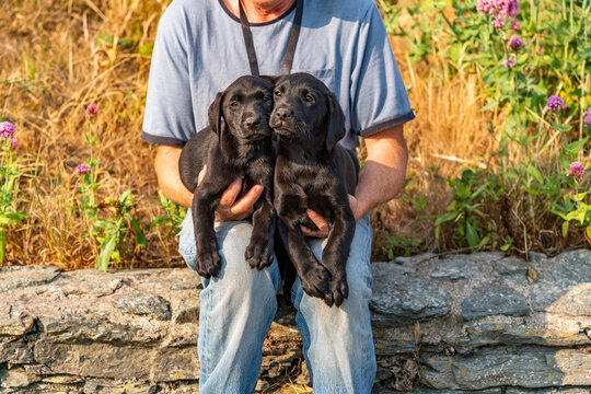 Dogs from a working gun dog stud farm
