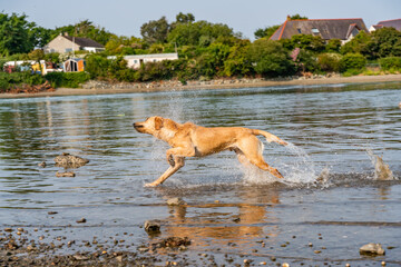 Dogs from a working gun dog stud farm