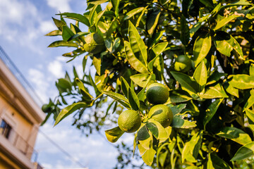 Green, unripe lemon fruit on tree branches. Green limes on the tree ready for harvest