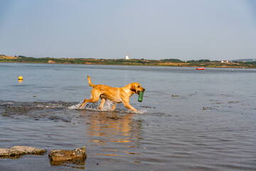 Dogs from a working gun dog stud farm