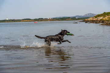 Dogs from a working gun dog stud farm