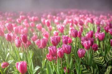 Beautiful garden of pink tulips under fog in the morning.