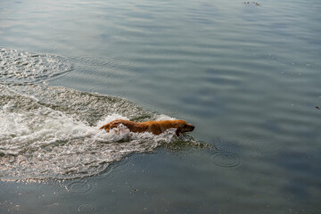 Obraz premium Dogs from a working gun dog stud farm