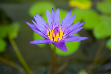 Closeup purple lotus flower in pound at the garden