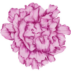 Pink Watercolor Flower illustration