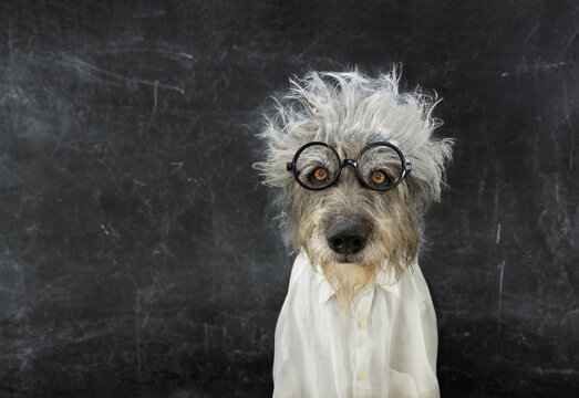 Back to school concept. Dog celebrating carnival, hallowen dressed as einstein. intelligent. Isolated on black chalkboard.