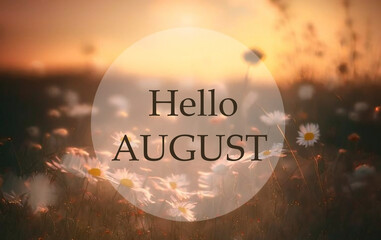 Hello August greeting on a sunny sunset meadow with flowers background.Summer concept. Selective...