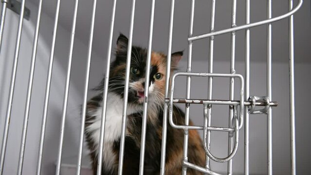 Homeless cat in a cage in a shelter. Cat is waiting for adoption.