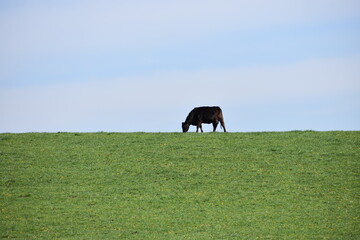 Single cow grazing on a hill