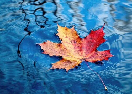 Maple leaf floating in a blue water. Generative Ai.