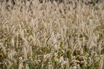 空地一面に広がって生えてしまった猫じゃらしが太陽の光で輝いている