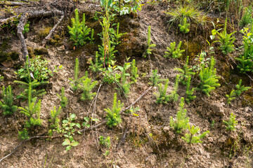 Tiny spruce trees growing