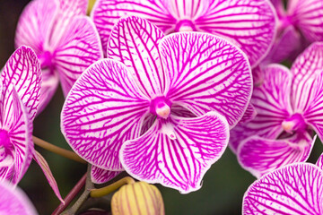 Closeup of Pink orchid flower blossom in a garden 