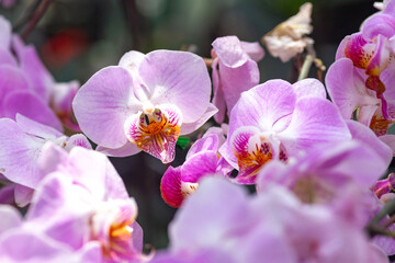 Fototapeta na wymiar Closeup of Pink orchid flower blossom in a garden 