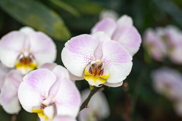 Fototapeta na wymiar Closeup of Pink orchid flower blossom in a garden 