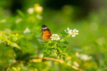 Beautiful butterfly perched on a flower in the garden. Close up details