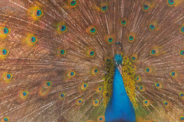 Fototapeta premium Close-up of peacock while showing off its colors and its spread tail-feathers in safari park